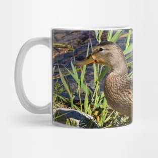 Female Duck on the Shoreline. Mug
